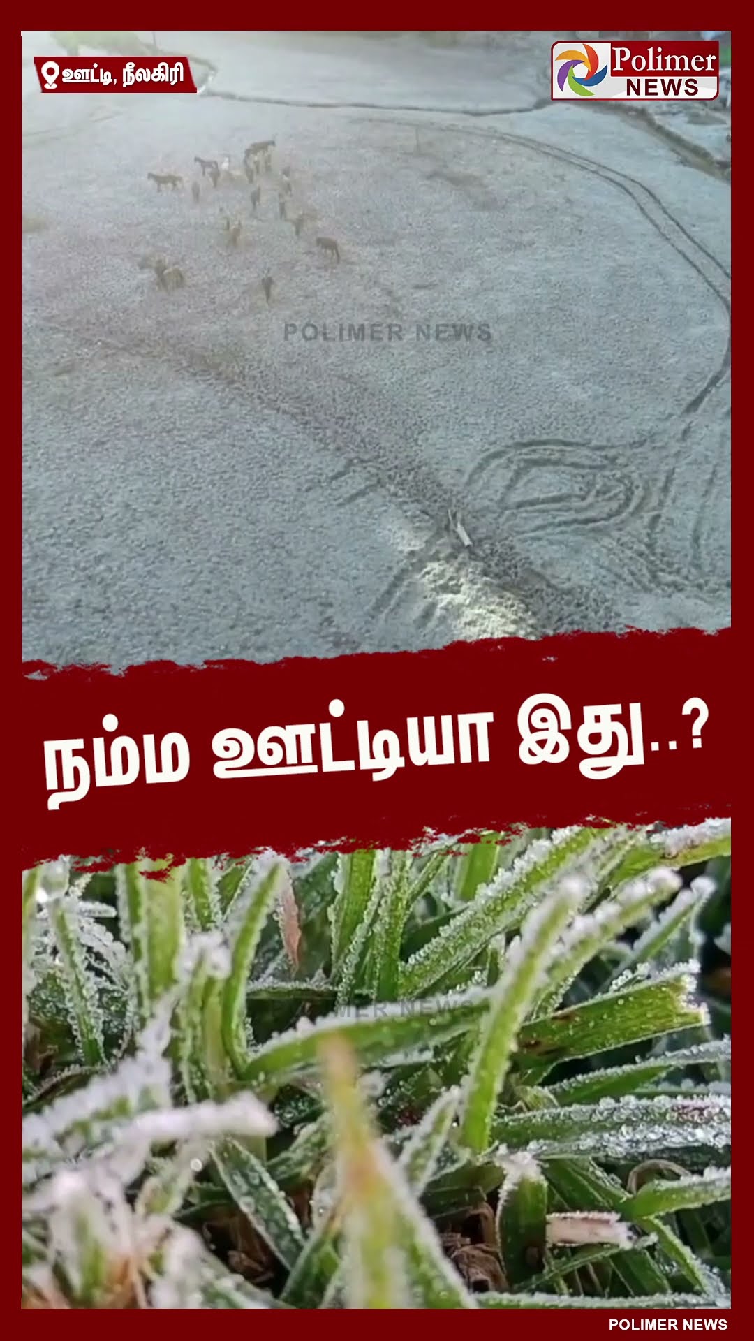 நம்ம ஊட்டியா இது..?  #shorts | #ooty | #nilgiris