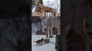 The Incredible Story Of How Wolves And Humans Shared The Same World