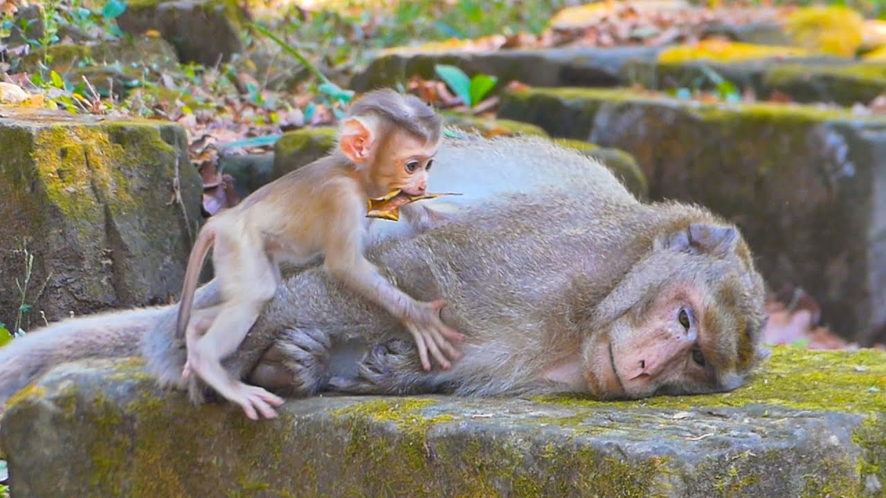 How gentle King Mak is with the cute baby Rina & She walks & plays over the monkey king