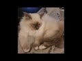 BirkTheBirman | Covers his eyes after waking up - facepalms (had to reupload, see description)