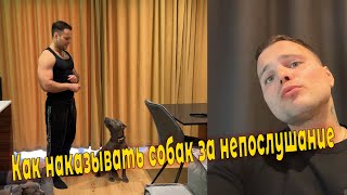 Даем леща собакам за непослушание. Можно ли бить собак?!Как ругать собак и не потерять их доверие