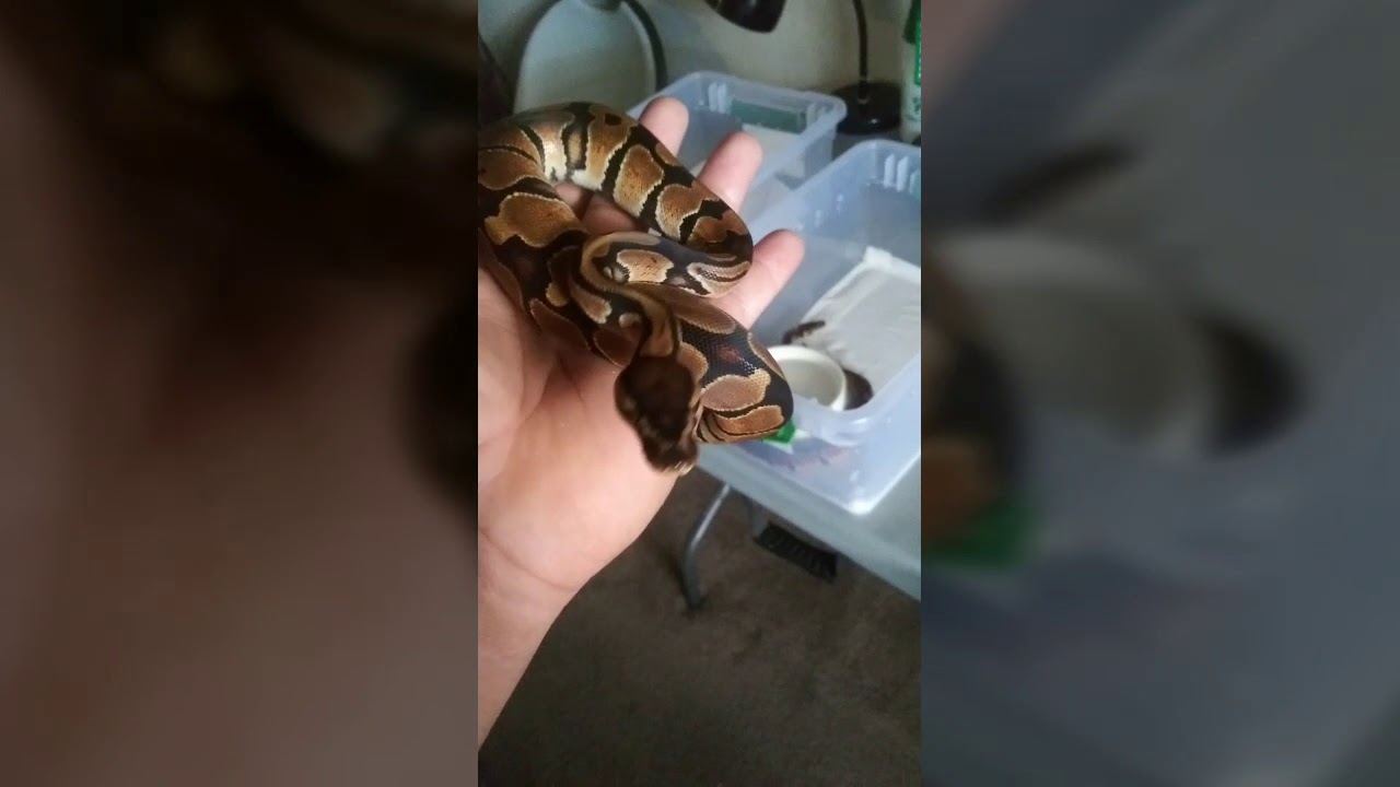 reptiles concept Public service announcement HAPPY HOLIDAYS VISIT WITH BADBLOOD REPTILES