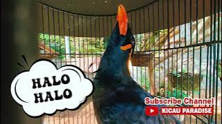 Download lagu Burung Beo ngomong Halo, pagi pak, swastyastu