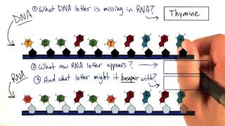 RNA - Tales from the Genome