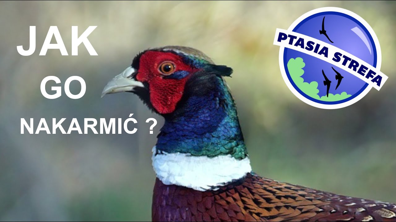 Dokarmianie bażantów