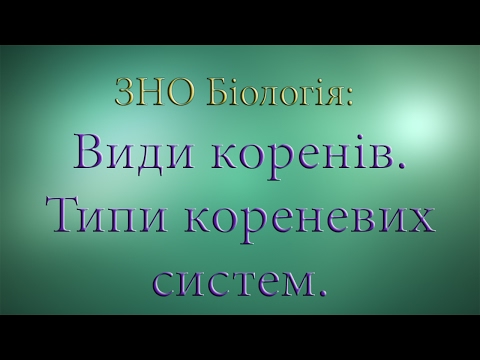 ЗНО Біологія Корінь  Види коренів  Типи кореневих систем