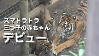 上野動物園のスマトラトラの三つ子の赤ちゃんがお庭にデビュー　2024.03.19