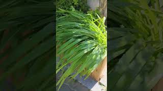 산바람아 강바람아 내가슴에 불어라 산바람아 강바람아#송가인#
