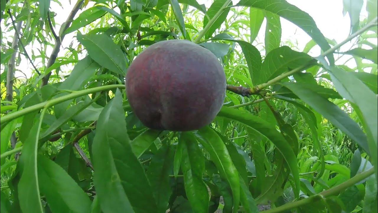 подвой алыча.