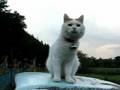 かご猫 鳴き声