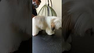 shihtzu long hair grooming ♥