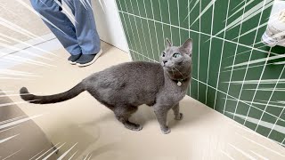 Interesting Cat Purring At The Vet by 김메주와 고양이들 96,491 views 2 months ago 8 minutes, 4 seconds