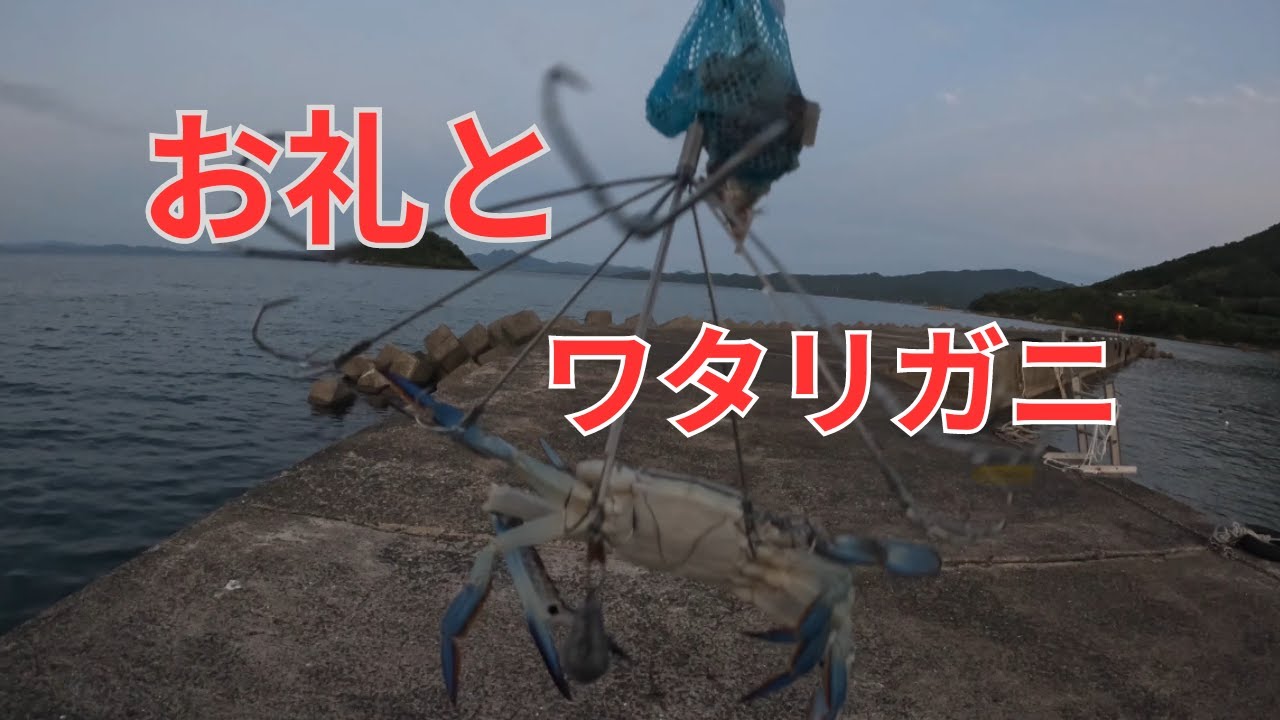 ワタリガニの引っ掛け釣り　　　＃ワタリガニ＃登録者様数１０００人＃引っ掛け釣り