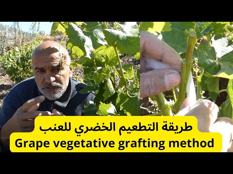 طريقة التطعيم الخضري للعنب Grape vegetative grafting method #قناة_الظهرة_الفلاحية