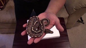 Ball Python Unboxing GHI Mojave