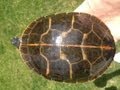 Southern Painted Turtles: General Care