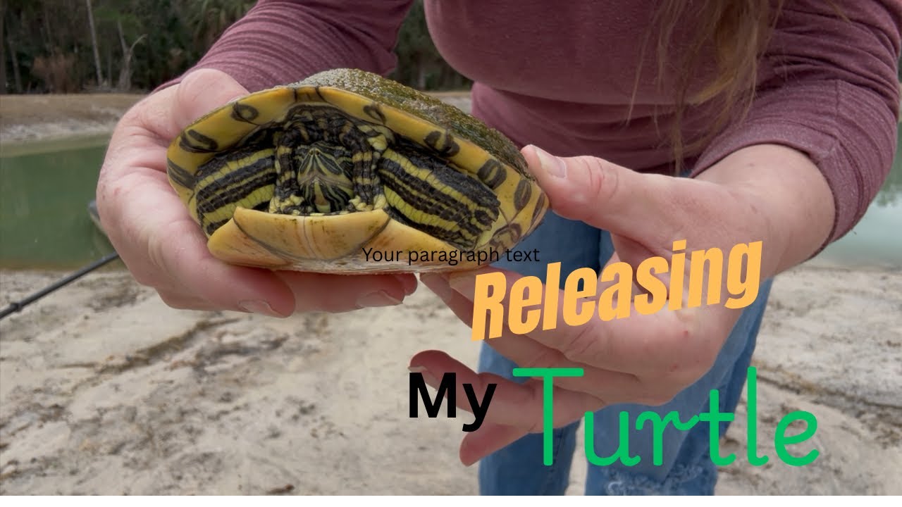 Turtle Release