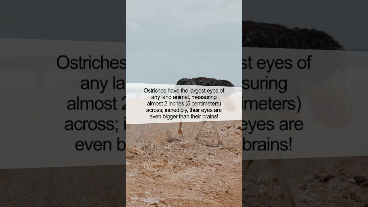 The Secret Behind Ostrich's Gigantic Eyes