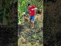 I started to clean the garden around banana tree