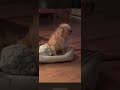 Dog sneezing (hilarious!)