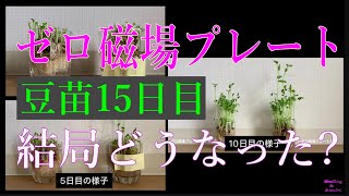 ゼロ磁場プレートは効果がある？(豆苗  15日目）