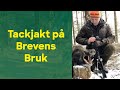 Tackjakt på vildsvin och dovvilt på Brevens Bruk - Stor galt skjuten på drev.