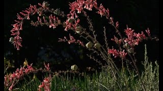 What's the BUZZ about native plants |Native Plant Society |Central Texas Gardener