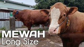 SAPI PALING JUMBO SAAT INI di Pasar Botok Winong Pati 18 Oktober 2022