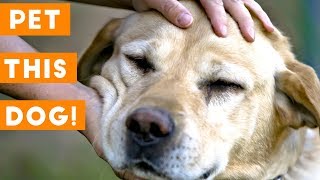 Pet This Dog - Cutest Puppies Getting Loved Compilation | Funny Pet Videos