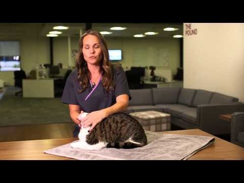 वीडियो: वेट क्लिनिक में एक बिल्ली की चिंता को कम करने के लिए टिप्स