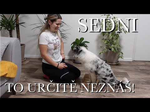 Video: 3 způsoby, jak vycvičit hlídacího psa
