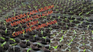 Tanaman Cili/Memindahkan Beni cili dalam tapak semayan (Tray semayan)