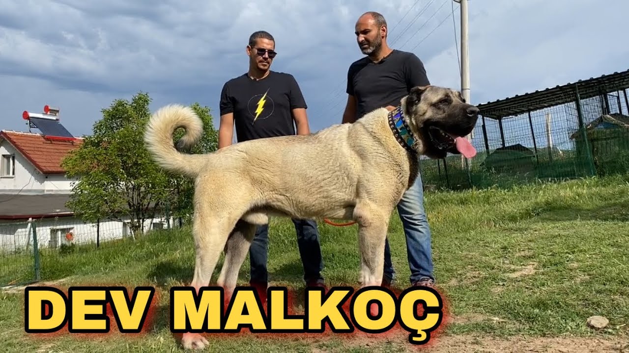 50000 LİRAYA ALINAN DEV MALKOÇ ÇOBAN KÖPEĞİ AYAZ’A KAFA TUTUYOR | TUNA BALTA’NIN ASLANLARI