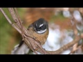 Dawn Chorus of New Zealand Birdsong