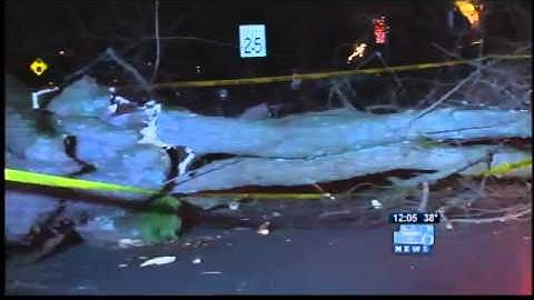Wind downs old trees in Portland