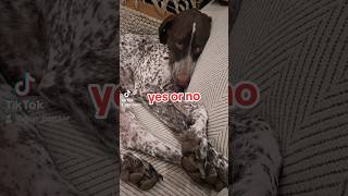 yes or no German Shorthaired Pointer GSP puppy....#shorts #ytshorts #dog #puppy #viral