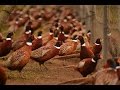 Hunting time! Rounding up the birds at New York state's last pheasant farm