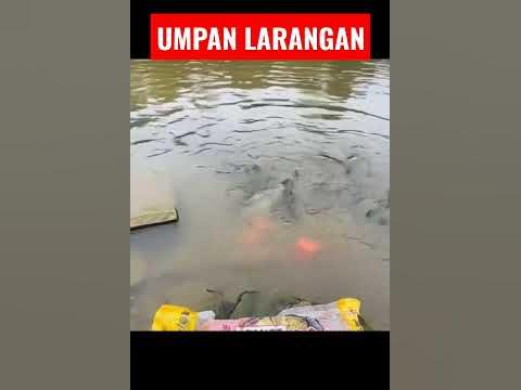 UMPAN PENGUMPUL IKAN GACOR #umpanikan #shorts