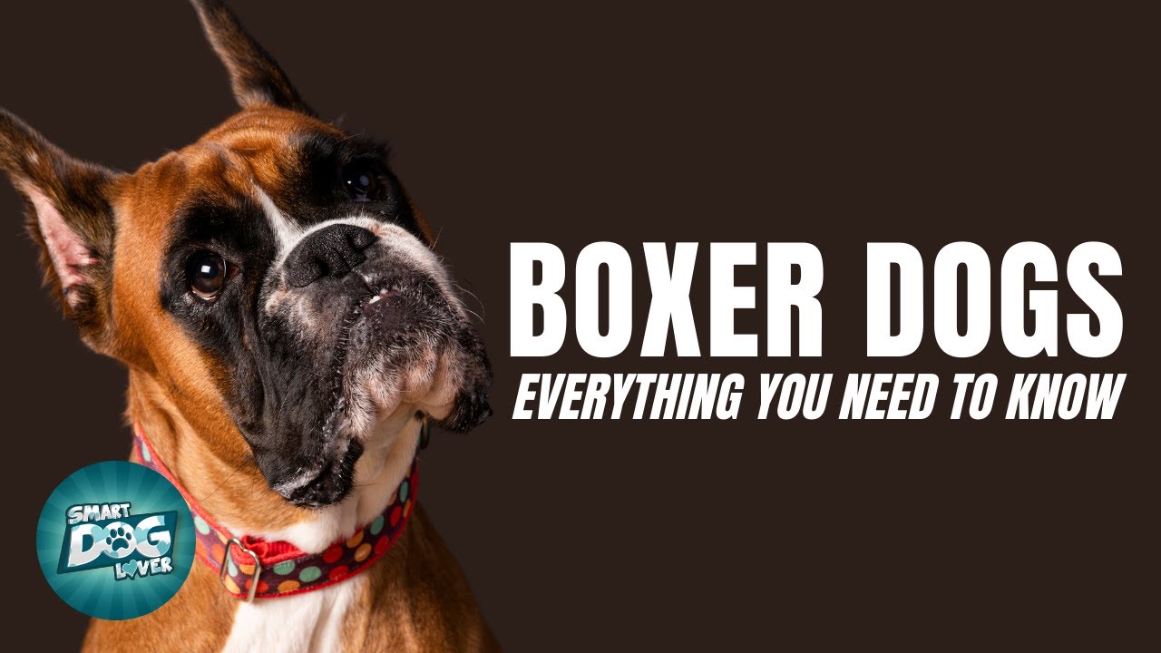 Boxer Dogs Everything You Need to Know -