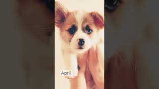 Your birth month your puppy 🐶 part 2 # puppy #chloe #subscribe #besties #friendship #doglovers