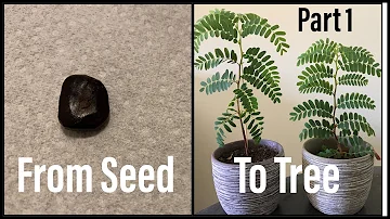 How To Grow a Tamarind Tree From Seed - THE EASY WAY - Part 1 - Mountain Gardening