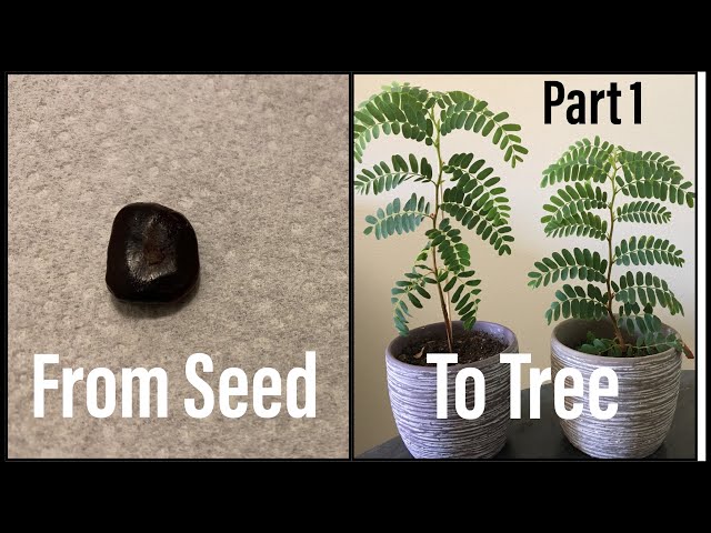 How To Grow a Tamarind Tree From Seed - THE EASY WAY - Part 1 - Mountain  Gardening - YouTube