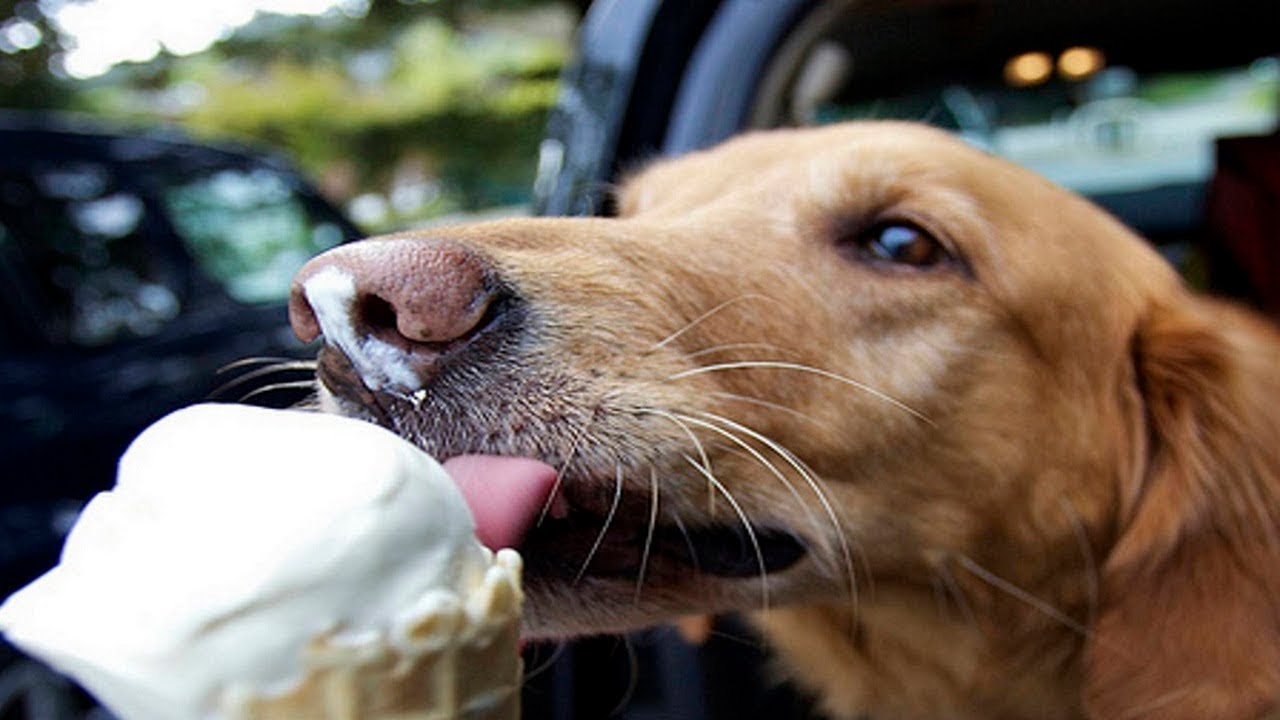 dog eating ice cream