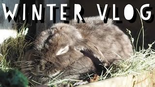 Winter Vlog Bei Den Kaninchen Pfötchenbande