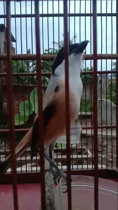 Cendet semi pilis gacor bongkar materi kuntian