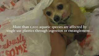 Single Use Plastic PSA