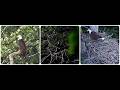 UM evening visit to the nest 13.06.2026 Explore Live Nature Cams Decorah Eagles - North Nest - 4k