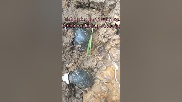 Ốc bố mẹ khủng 18con/kg. trứng 1100k/kg.