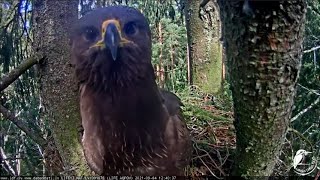 Amazing reaction of the lesser spotted eagle to the camera/Вы не подскажите а мыши сегодня еще будут