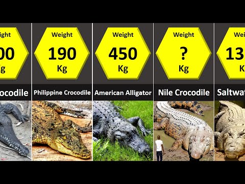 Video: How much does a crocodile weigh? The smallest and largest crocodile. How long do crocodiles live